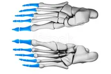 Ayak Parmak Kemikleri