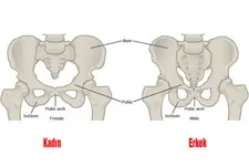 Kalça Kemiği Ağrısı Belirtileri ve Tedavisi Kalça Kemiği Ağrısı Belirtileri ve Tedavisi