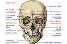 Yüz Kemikleri Anatomisi Yüz Kemikleri Anatomisi