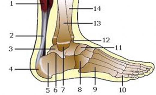 Ayak Bileği Kemikleri Rahatsızlıkları