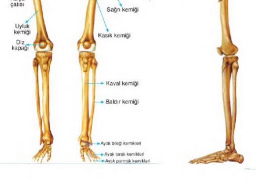 Ayak Kaval Kemiği Ağrısı Belirtileri ve Tedavisi