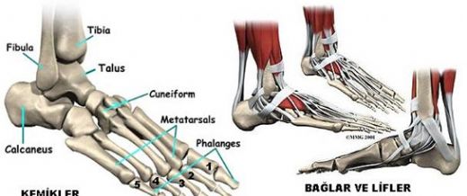 Ayak Kemikleri Özellikleri