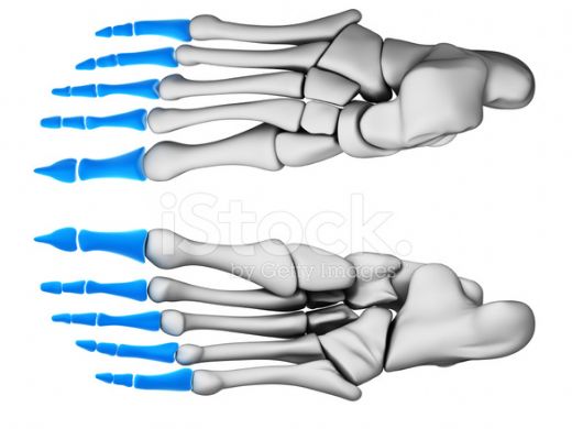 Ayak Parmak Kemikleri