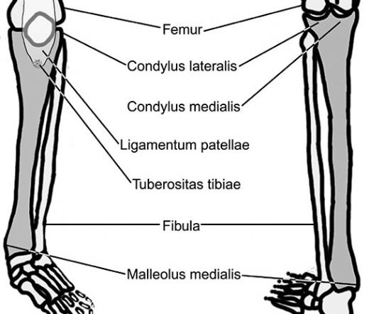 Bacak Kemikleri Görevleri ve Özellikleri