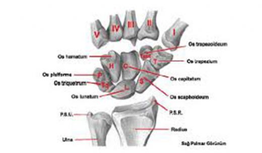 Bilek Kemikleri El Bilek Kemiği Yapısı
