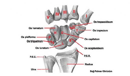 El Kemikleri Ağrısı Neden Olur?