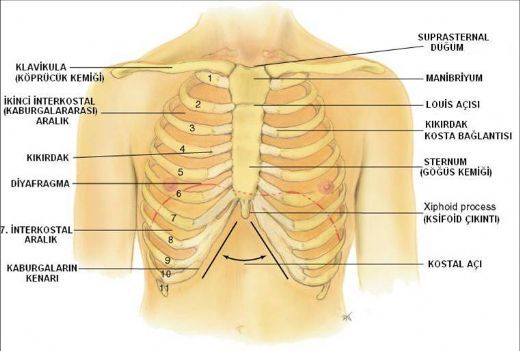 Göğüs Kemiği Türleri ve Özellikleri