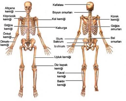 İnsan Vücudunda Kaç Kemik Var?