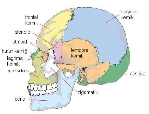 Kafatası Kemikleri Görevleri ve Özellikleri