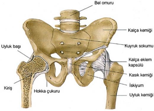 Kalça Kemiği Anatomisi Özellikleri