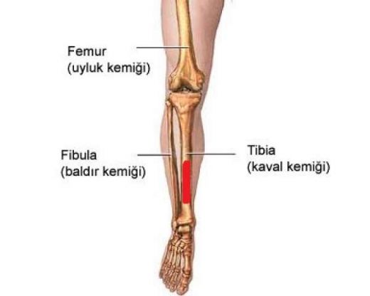 Kaval Kemiği Kas Ağrısı Belirtileri ve Tedavisi