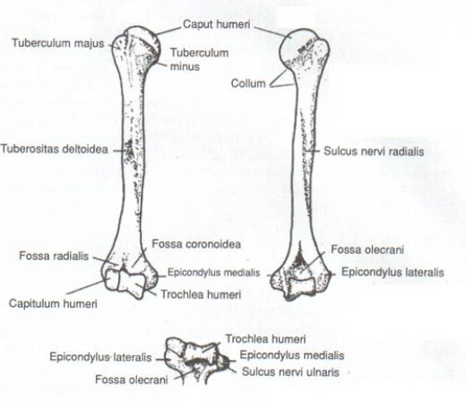 Kemik Anatomisi Nasıl Oluşur?