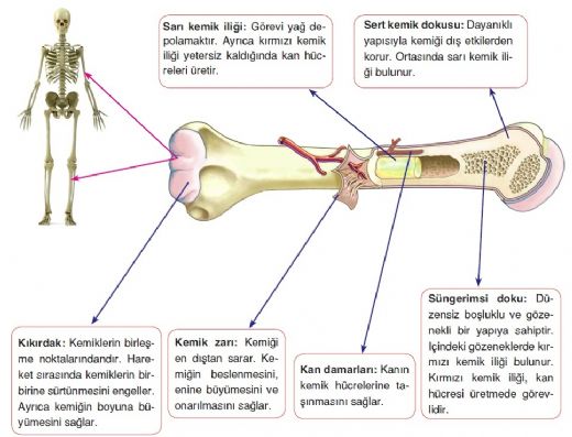 Kemiklerin Görevi Nelerdir?