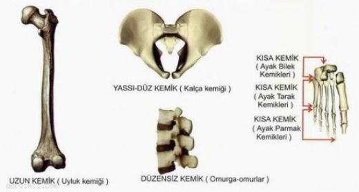 Kısa Kemikler Türleri ve Özellikleri