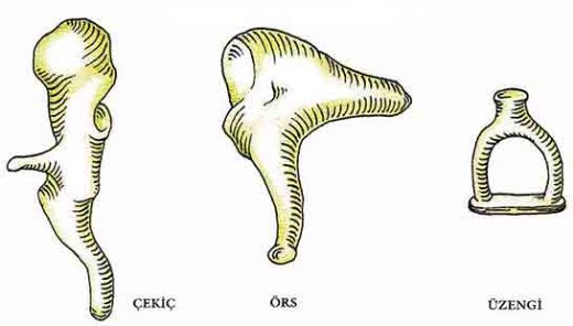 Orta Kulak Kemikleri