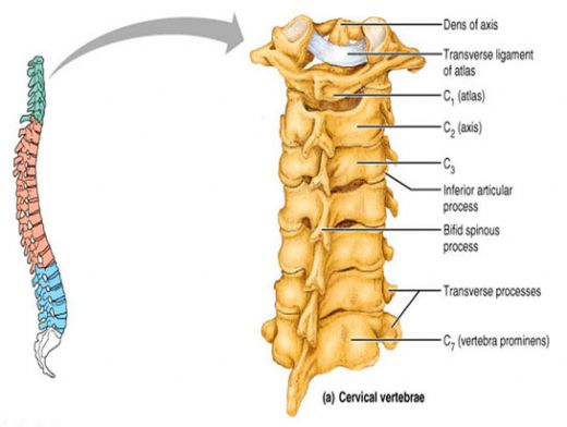 Omurga Kemiği Türleri ve Özellikleri