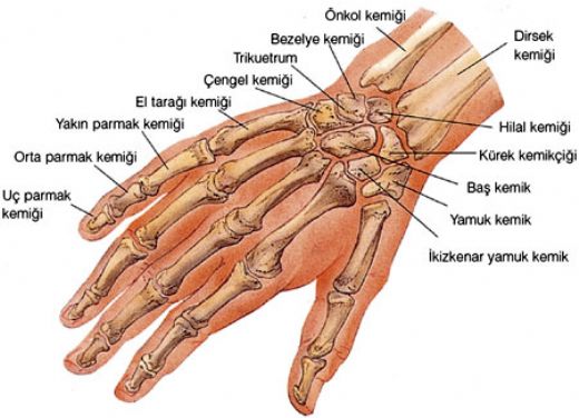Parmak Kemikleri Türleri ve Özellikleri