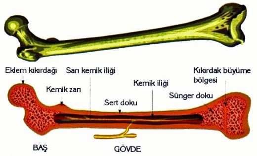 Uzun Kemikler Yapısında Neler Bulunur?